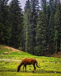 Taip Banda Mankial Swat